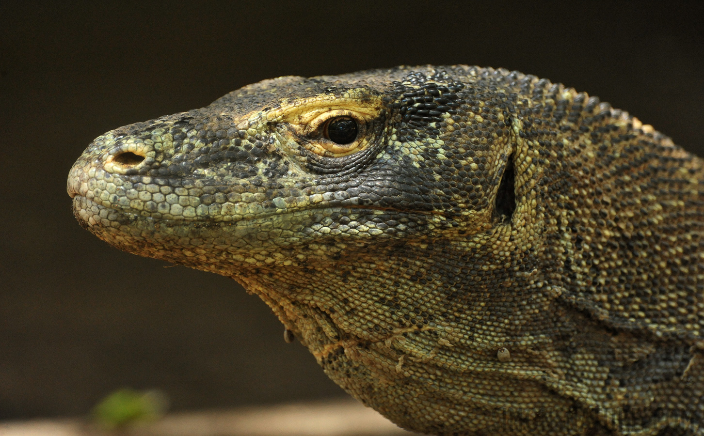 Varanus komodoensis [550 mm, 1/500 sec at f / 8.0, ISO 3200]